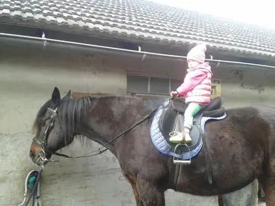 Tiere in der Ferienwohnung oder in der Nähe