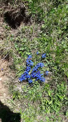 Ein Garten an der Unterkunft Saghäusl
