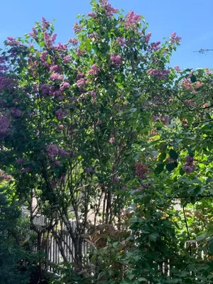 Ein Garten an der Unterkunft Villa Florl