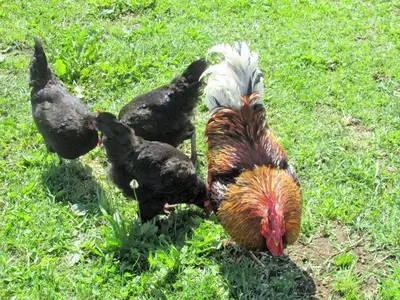 Tiere in der Ferienwohnung oder in der Nähe