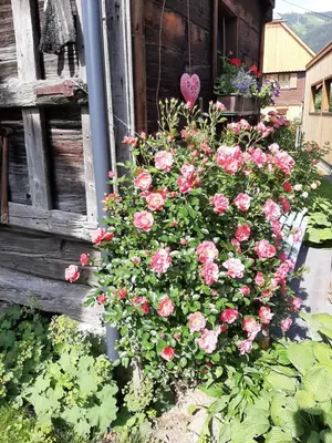 Ein Garten an der Unterkunft Landhaus Tippl