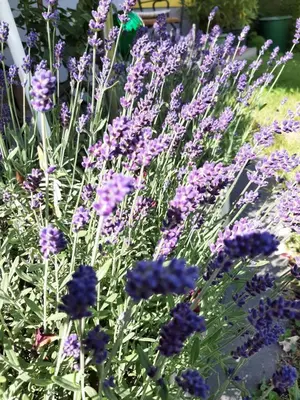 Ein Garten an der Unterkunft Landhaus Tippl