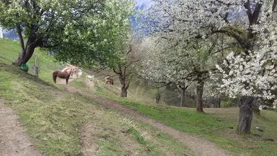 Tiere in der Ferienwohnung oder in der Nähe