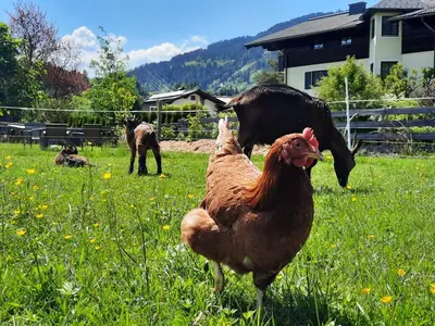 Tiere in der Ferienwohnung oder in der Nähe
