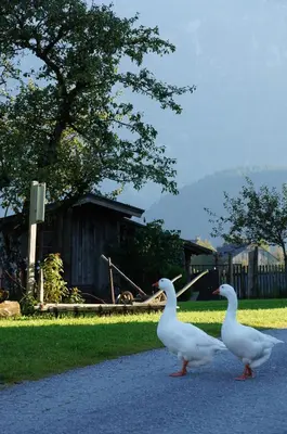 Tiere in der Ferienwohnung oder in der Nähe