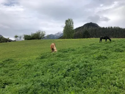 Tiere in der Ferienwohnung oder in der Nähe