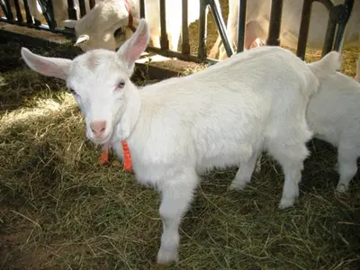 Tiere in der Ferienwohnung oder in der Nähe