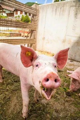 Tiere in der Ferienwohnung oder in der Nähe