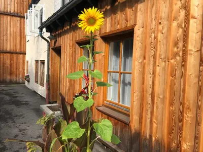 Ein Garten an der Unterkunft Fenix Hall Boutique Hotel Hallstatt
