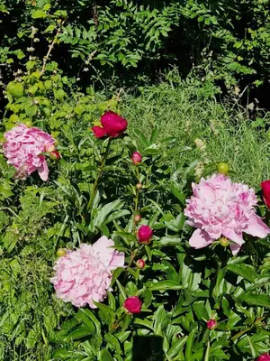 Ein Garten an der Unterkunft Kachelofenwohnung Pölzleitner
