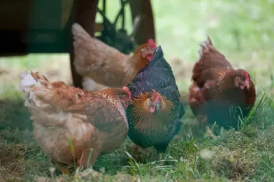 Tiere in diesem Bauernhof oder in der Nähe