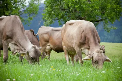 Tiere in diesem Bauernhof oder in der Nähe
