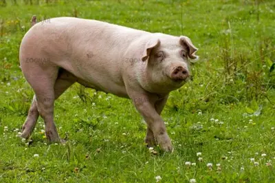 Tiere in der Pension oder in der Nähe