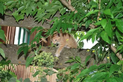 Tiere in the country house oder in der Nähe