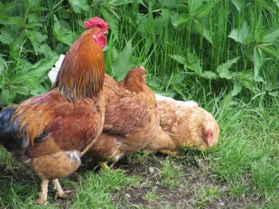 Tiere in diesem Bauernhof oder in der Nähe