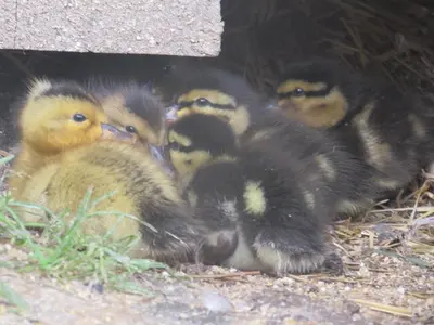 Tiere in diesem Bauernhof oder in der Nähe