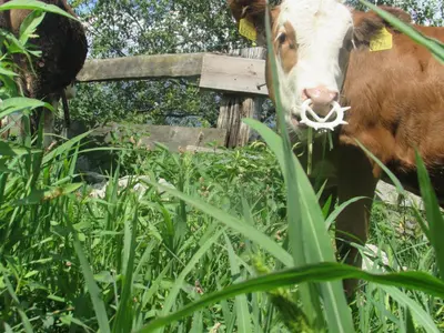 Tiere in diesem Bauernhof oder in der Nähe