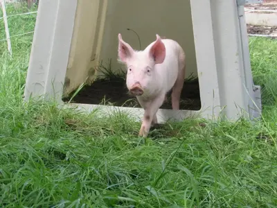 Tiere in diesem Bauernhof oder in der Nähe