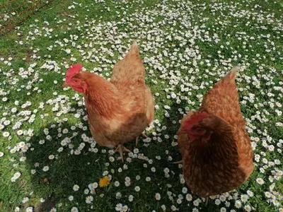 Tiere in der Pension oder in der Nähe