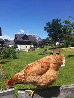 Tiere in der Pension oder in der Nähe