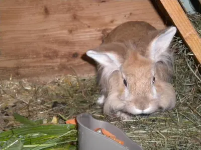 Tiere in der Ferienwohnung oder in der Nähe