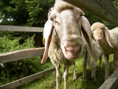 Tiere im Ferienhaus oder in der Nähe