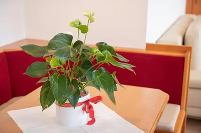 Ein Sitzbereich in der Unterkunft Dr. Aufmesser Appartements