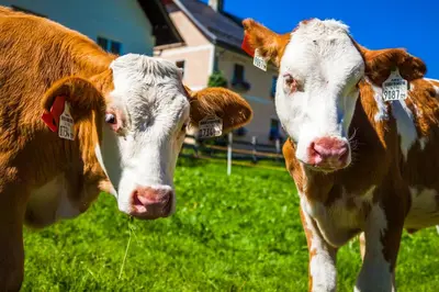 Tiere in diesem Bauernhof oder in der Nähe
