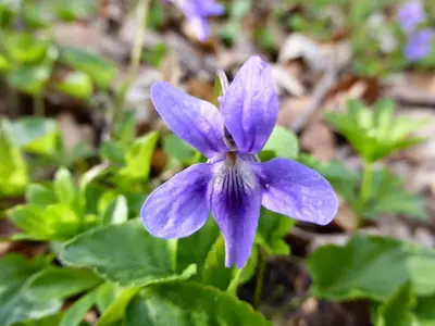 Ein Garten an der Unterkunft Bauernhof 