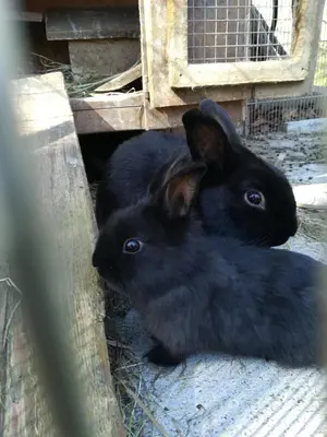 Tiere in der Pension oder in der Nähe