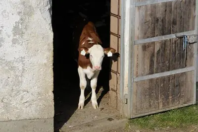 Tiere in der Pension oder in der Nähe
