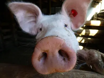 Tiere in diesem Bauernhof oder in der Nähe