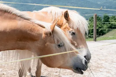 Tiere in diesem Bauernhof oder in der Nähe