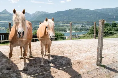 Tiere in diesem Bauernhof oder in der Nähe