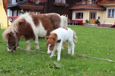 Tiere in diesem Bauernhof oder in der Nähe