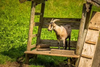 Tiere in diesem Bauernhof oder in der Nähe