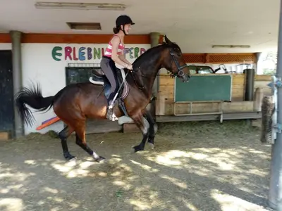 Tiere in der Pension oder in der Nähe