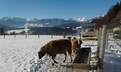 Tiere im Chalet oder in der Nähe