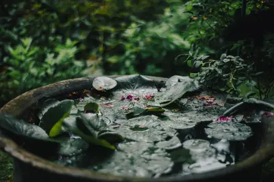Ein Garten an der Unterkunft Sonnhof