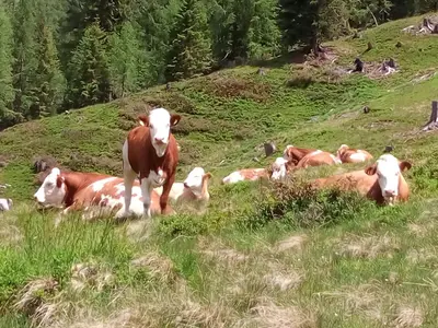 Tiere in diesem Bauernhof oder in der Nähe