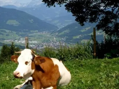 Haustiere von Gästen der Unterkunft Grassbichlhof