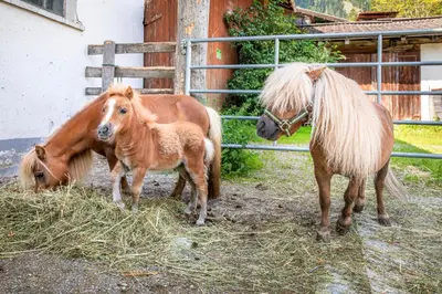 Tiere in diesem Bauernhof oder in der Nähe