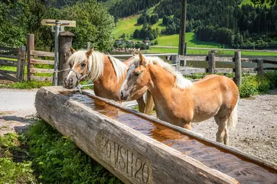 Tiere in diesem Bauernhof oder in der Nähe
