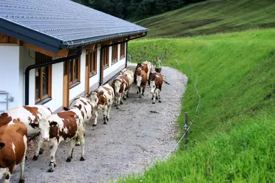 Tiere in diesem Bauernhof oder in der Nähe
