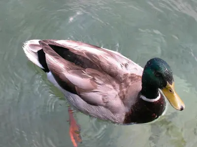 Tiere im Hotel oder in der Nähe