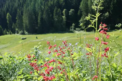 Naturlandschaft in der Nähe des Ferienhauses
