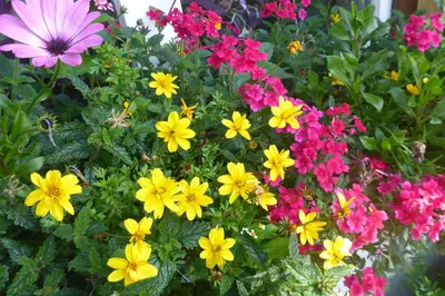Ein Garten an der Unterkunft Fingerlos
