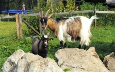 Tiere im Bed & Breakfast oder in der Nähe
