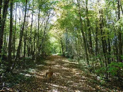 Naturlandschaft in der Nähe der Ferienwohnung