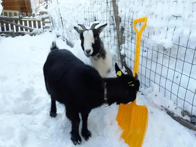 Tiere in der Ferienwohnung oder in der Nähe